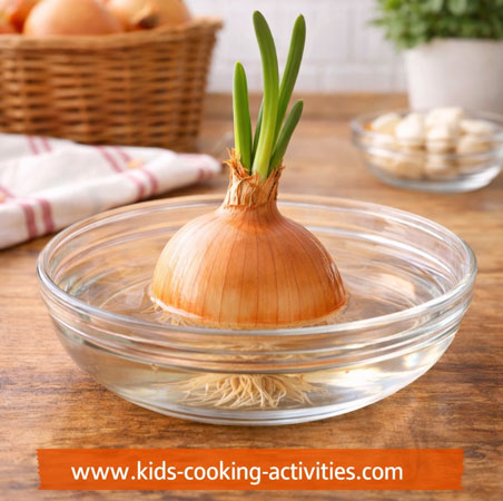 Onion sprouting experiment