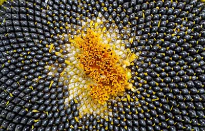 picture of sunflower showing sunflower drying