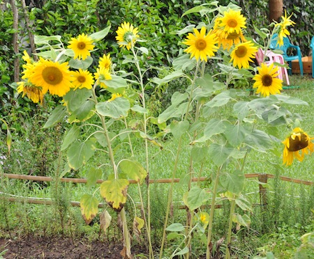 sunflowers in garden