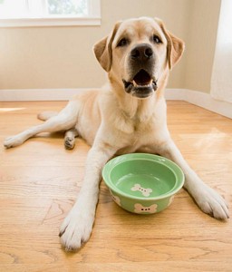 dog waiting for treat