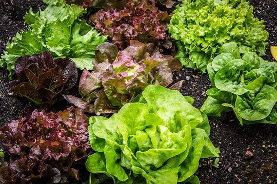 variety of lettuce