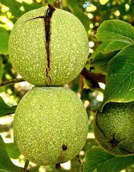 walnut on tree