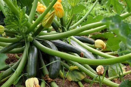 zucchini plant 