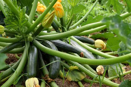 zucchini